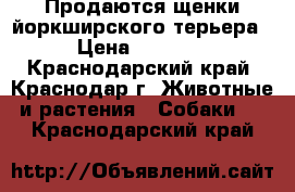 Продаются щенки йоркширского терьера  › Цена ­ 12 000 - Краснодарский край, Краснодар г. Животные и растения » Собаки   . Краснодарский край